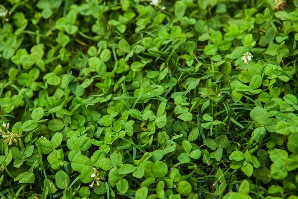 Beautiful Green Grass Texture — Stock Photo, Image