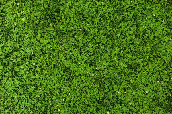 Krásná Zelená Tráva Textura — Stock fotografie
