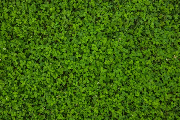 Beautiful Green Grass Texture — Stock Photo, Image