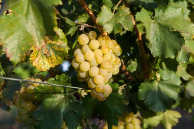 Ağaç ile şube ve yeşil bir arka plan üzerinde beyaz üzüm şarap. Beyaz üzüm, üzüm bağı