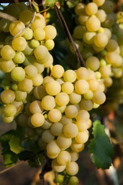 Ağaç ile şube ve yeşil bir arka plan üzerinde beyaz üzüm şarap. Beyaz üzüm, üzüm bağı