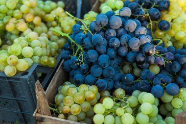 Hasat sonra Olgun üzüm sepeti.