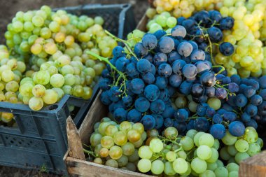 Hasat sonra Olgun üzüm sepeti.