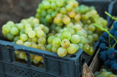 Hasat sonra Olgun üzüm sepeti.