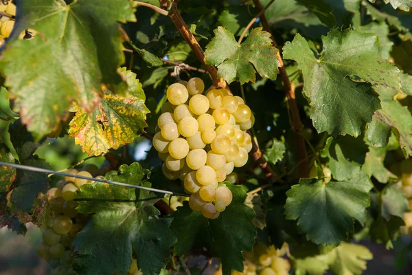 Vin Blanc Raisin Sur Arbre Avec Branche Fond Vert Raisins — Photo