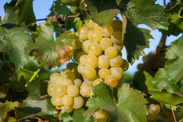 Uvas Vino Blanco Árbol Con Rama Fondo Verde Uvas Blancas — Foto de Stock