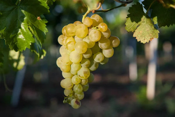 Uvas Vino Blanco Árbol Con Rama Fondo Verde Uvas Blancas —  Fotos de Stock