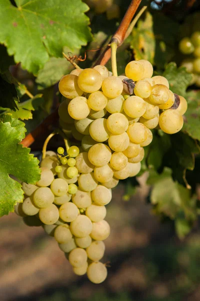 Vin Blanc Raisin Sur Arbre Avec Branche Fond Vert Raisins — Photo