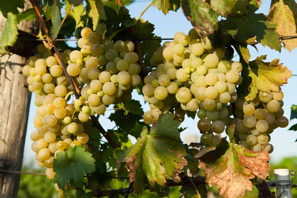 Uvas Vino Blanco Árbol Con Rama Fondo Verde Uvas Blancas —  Fotos de Stock