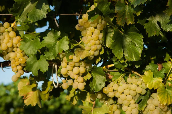 Vin Blanc Raisin Sur Arbre Avec Branche Fond Vert Raisins — Photo