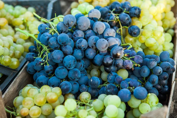 Kosz Dojrzałych Winogron Zbiorze — Zdjęcie stockowe
