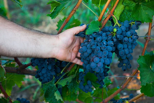 葡萄收获 Wineyard 葡萄园在夕阳下秋收 秋天成熟的葡萄 — 图库照片