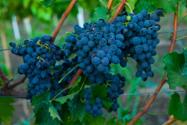 Vendanges Wineyard Vignobles Coucher Soleil Récolte Automne Raisins Mûrs Automne — Photo