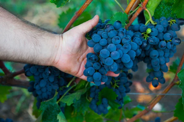 葡萄收获 Wineyard 葡萄园在夕阳下秋收 秋天成熟的葡萄 — 图库照片
