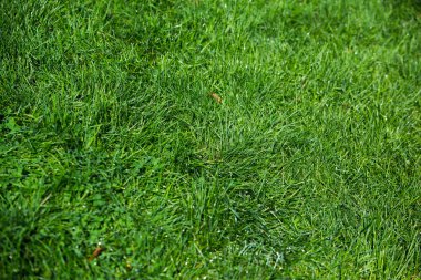 Yeşil çimen doğal arkaplan dokusu.