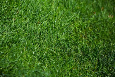 Yeşil çimen doğal arkaplan dokusu.