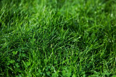 Yeşil çimen doğal arkaplan dokusu.