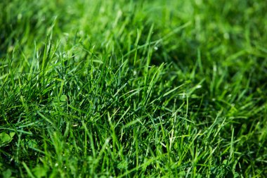 Yeşil çimen doğal arkaplan dokusu.