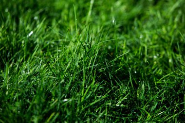 Yeşil çimen doğal arkaplan dokusu.