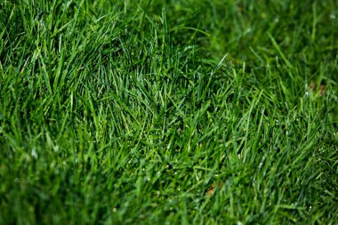 Yeşil çimen doğal arkaplan dokusu.