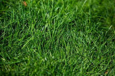 Yeşil çimen doğal arkaplan dokusu.