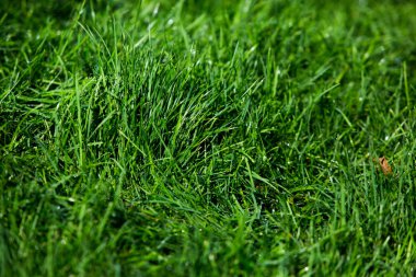 Yeşil çimen doğal arkaplan dokusu.