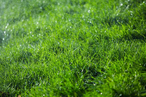 绿草天然背景质感 — 图库照片