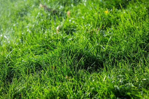 緑の草の自然な背景の質感 — ストック写真