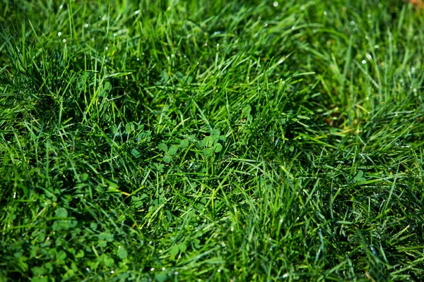Зеленая Текстура Травы — стоковое фото
