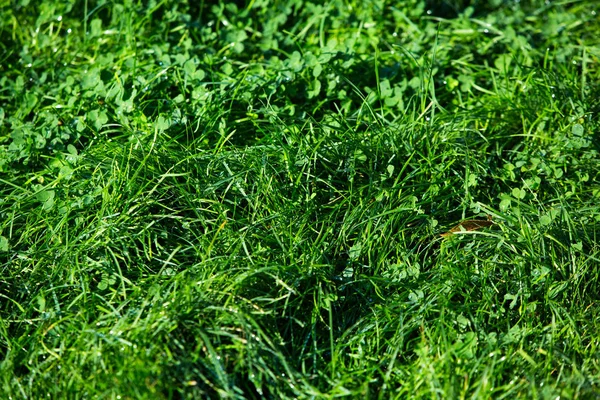 緑の草の自然な背景の質感 — ストック写真