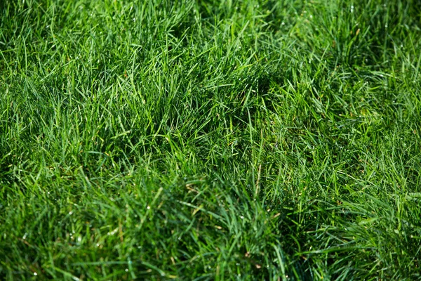 Grünes Gras Natürliche Hintergrundtextur — Stockfoto