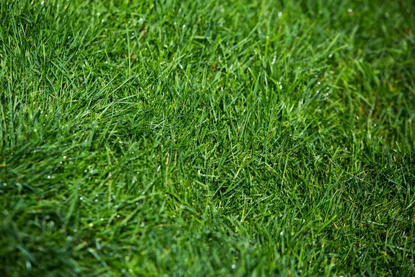 Grönt Gräs Naturlig Bakgrund Struktur — Stockfoto