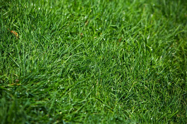 Grönt Gräs Naturlig Bakgrund Struktur — Stockfoto