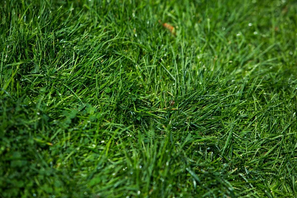 Herbe Verte Texture Fond Naturel — Photo