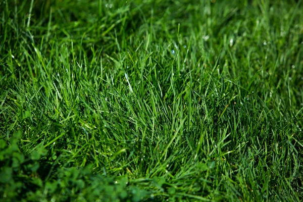 Herbe Verte Texture Fond Naturel — Photo