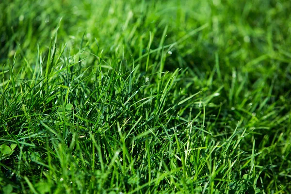 Yeşil çimen doğal arkaplan dokusu.
