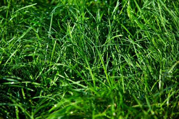 緑の草の自然な背景の質感 — ストック写真