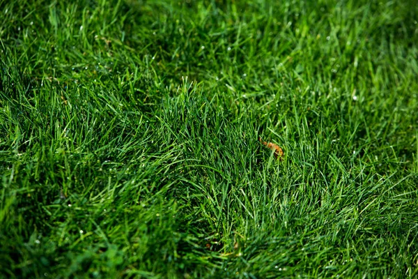 Grama Verde Textura Fundo Natural — Fotografia de Stock