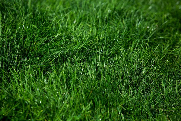 绿草天然背景质感 — 图库照片