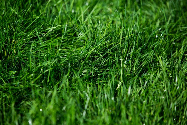 Herbe Verte Texture Fond Naturel — Photo