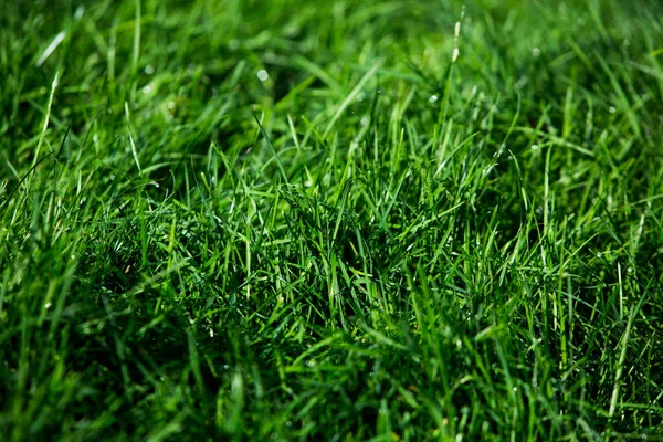 Herbe Verte Texture Fond Naturel — Photo