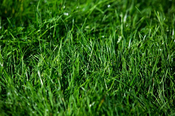 Herbe Verte Texture Fond Naturel — Photo