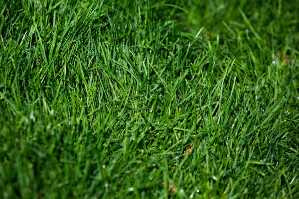 Зеленая Текстура Травы — стоковое фото