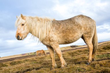 İzlandalı atlar. İzlanda'daki güzel İzlandalı atlar. İzlandalı atlar dağ arka plan ile alanda Grup.