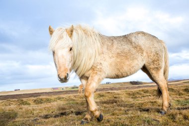 İzlandalı atlar. İzlanda'daki güzel İzlandalı atlar. İzlandalı atlar dağ arka plan ile alanda Grup.