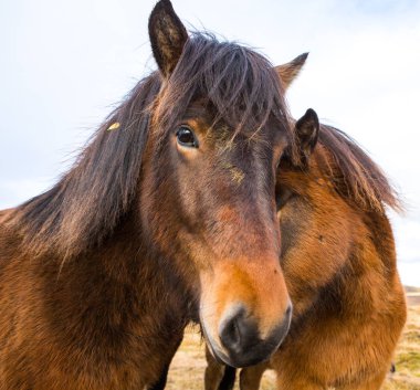 İzlandalı atlar. İzlanda'daki güzel İzlandalı atlar. İzlandalı atlar dağ arka plan ile alanda Grup.