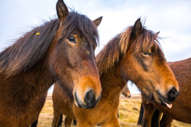 İzlandalı atlar. İzlanda'daki güzel İzlandalı atlar. İzlandalı atlar dağ arka plan ile alanda Grup.