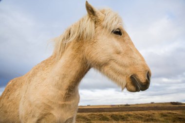 İzlandalı atlar. İzlanda'daki güzel İzlandalı atlar. İzlandalı atlar dağ arka plan ile alanda Grup.