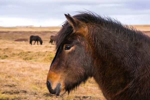 Islandshästar Vackra Islandshästar Island Gruppen Islandshästar Som Står Fältet Med — Stockfoto