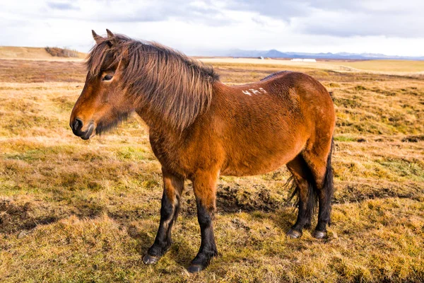 Islandshästar Vackra Islandshästar Island Gruppen Islandshästar Som Står Fältet Med — Stockfoto